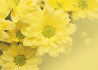 yellow chrysanthemum on wooden background