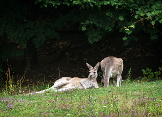 Naklejka na ściany i meble Two kangaroos resting on the meadow