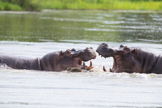 Two huge male hippos fight in water for best territory