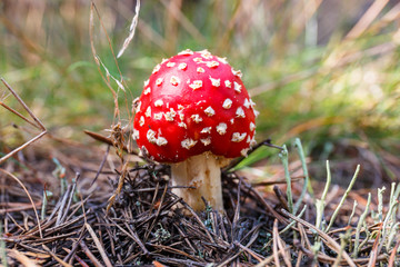 Close-up of toadstools in a forest