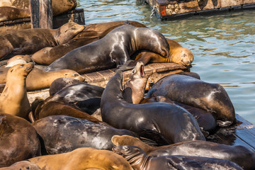 Sea lions on the piers in San Francisco