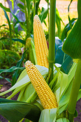 corn