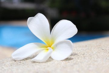 frangipani flower by the pool