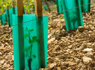planter de petits pieds de vigne