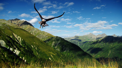 eagle © Joolyann