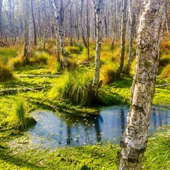 Swamp