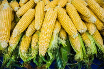 Grains of ripe corn.Raw corn, Fresh corn.
