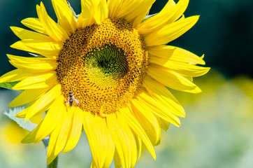 Obraz premium Golden sunflowers on a sunny agricultural green field