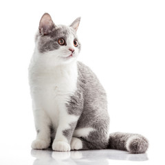 kitten on a white background. gray kitten