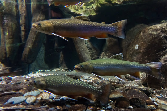 Underwater image of sea trout.  Brook trout