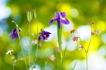 wild flowers in the garden on a green background