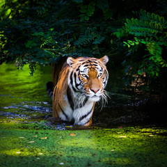 Fototapeta na wymiar Tiger in water.