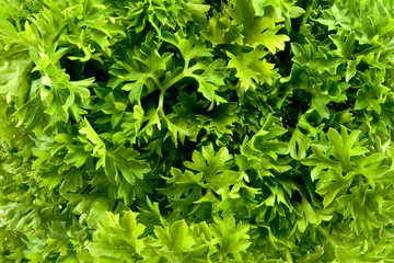 fresh parsley as background closeup