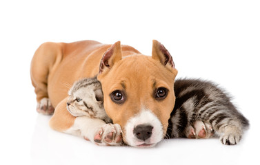 stafford puppy and scottish kitten together. isolated on white b