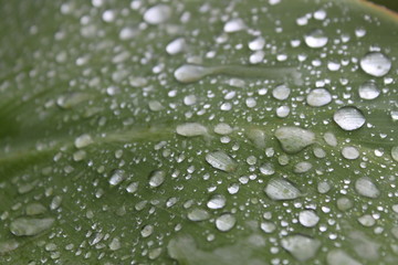 Regentropfen auf Blatt