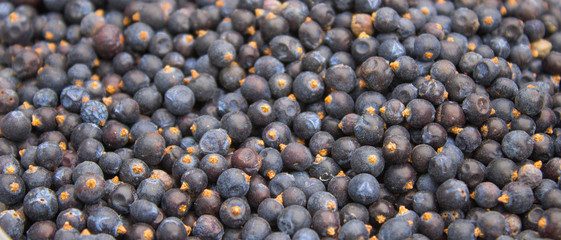 seeds of juniper