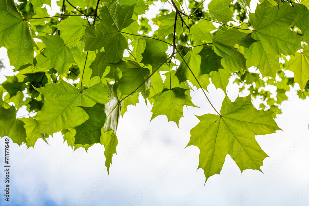 Wall mural fresh green maple leaves above cloudy sky background
