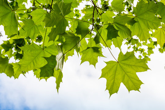 Fresh green maple leaves above cloudy sky background
