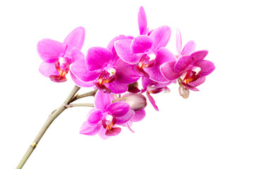 Fototapeta na wymiar Group of pink orchid flowers isolated on white background