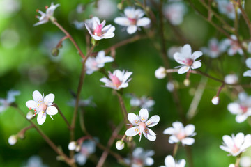 Obraz premium Macro photo of white small wild flowers in the forest