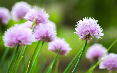 Purple chives blossom in the summer garden, selective focus