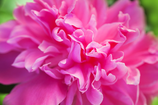 Close up photo of pink peony flower