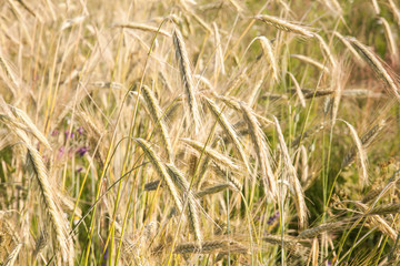 Closeup photo of ears on yellow field of rye