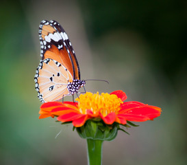 Butterfly on a flower