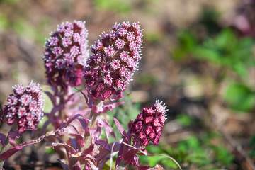 Pink Lathraea flowers in spring European forest