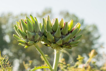 artichoke blossom
