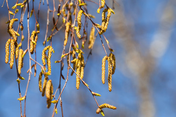 Macro photo spring birch buds on blue blurred background