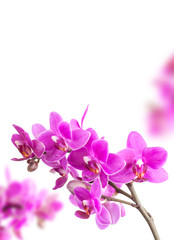 Naklejka na ściany i meble Pink orchid flowers isolated on white background