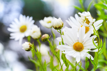 Fototapeta premium Macro photo of big white daisies in the garden, selective focus