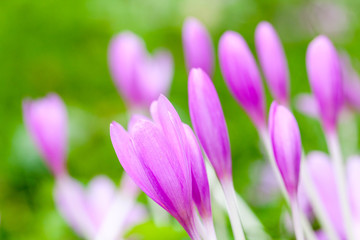 Crocus. Bright violet spring flowers on green meadow