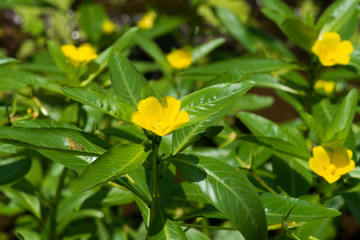 Ludwigia peploides subsp stipulacea, ONAGRACEAE