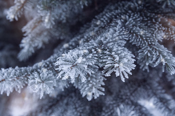 Snow-covered fir Christmas tree branch