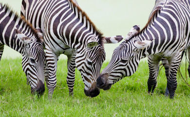 Fototapeta na wymiar group of zebras