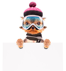dog  dressed as skier with banner