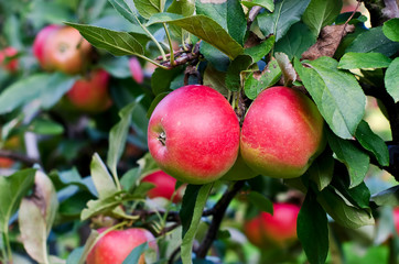 Two red organic apples on a tree with leaves in a garden
