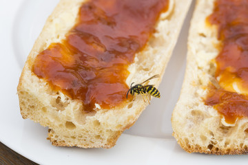 A wasp on a slice of bread and jam