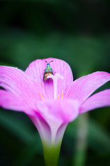 Insects and Flowers