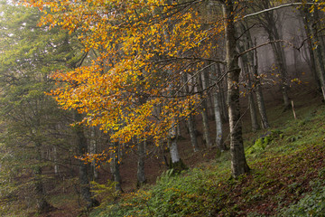 Foglie autunnali nella faggeta del Monte Catria