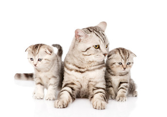 Naklejka na ściany i meble adult cat with kittens. isolated on white background