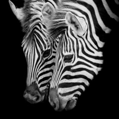 A Headshot of a Burchell's Zebra