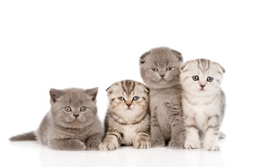 four baby kittens in front. isolated on white background