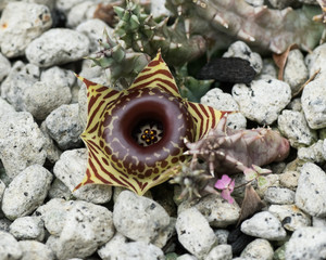 Huernia zebrina, Asclepiadaceae, southern Africa