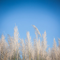 Obraz premium Flowers and sky