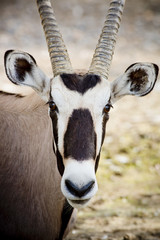 oryx  face