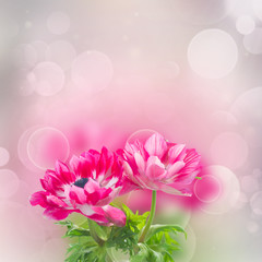 pink anemone flowers