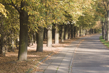 Naklejka premium lipowa alejka